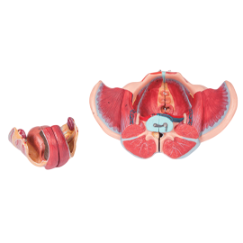 Anatomisches Modell der weiblichen Beckenorgane