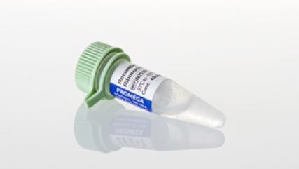 Rnase inhibitor Liquid