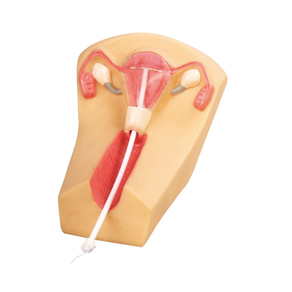 Übungsmodell, inkl. 60 ml Gleitmittel GD/F5N IUD (Intrauterinpessare)