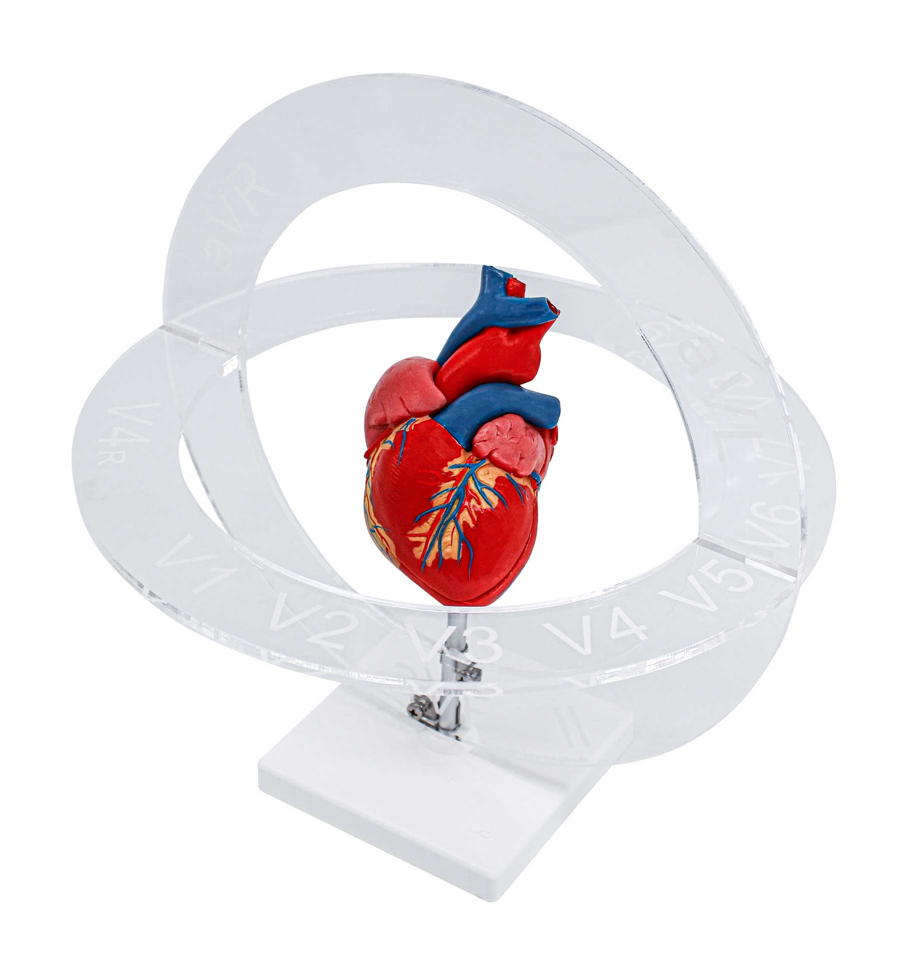3D-EKG-Modell